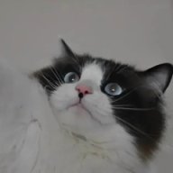 Jack_Lucifer