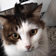 ᴀʟᴇxᴀɴᴅᴇʀ ᴘɪᴛᴇʀsᴋɪʏ