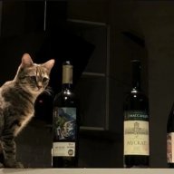 𝙱𝚕𝚊𝚌𝚔 𝙲𝚊𝚙𝚘𝚗𝚎