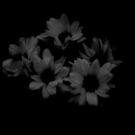 Flaer_Lolys