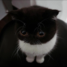 Megera